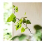 Ikea ADLAD Scented Candle